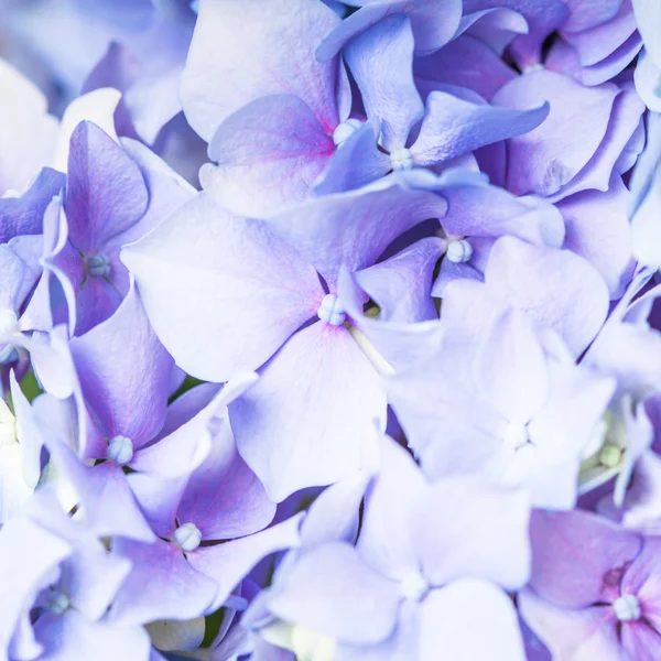 Hortenzie makro — Stock fotografie