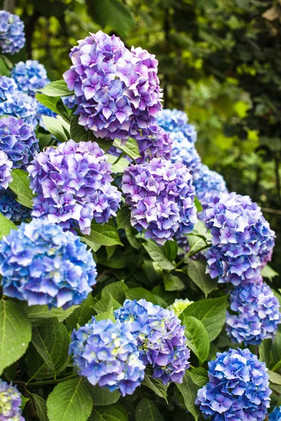 Arbusto de hortênsia — Fotografia de Stock