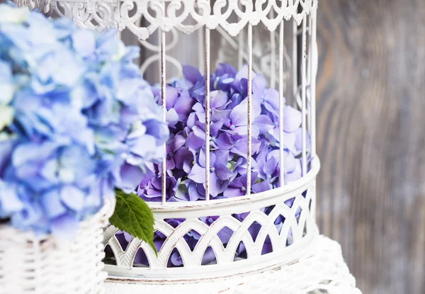 Flores de hortensias — Foto de Stock