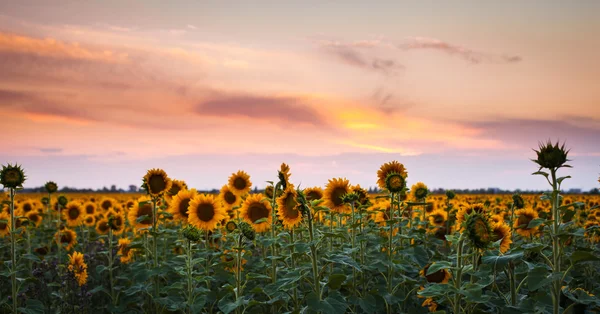 Sunflower on sunset — Stock Photo, Image