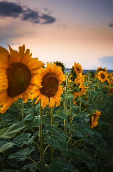 夕暮れのひまわり — ストック写真