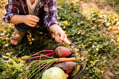 Bebek bir sepet sebzeyi inceliyor.