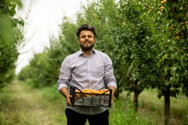 Taze kayısı hasadı gösteren çiftçi
