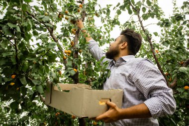 Taze kayısı hasadı gösteren çiftçi