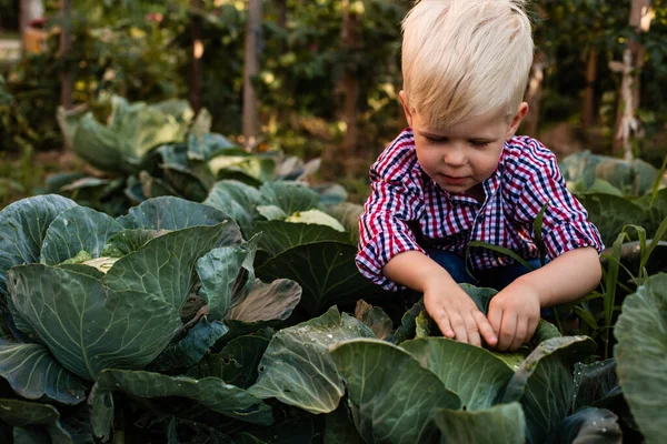 O menino com cabelo loiro sentado entre couves — Fotografia de Stock