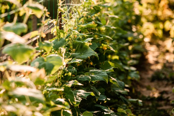 Cama de jardín con pepinos en el día soleado — Foto de Stock