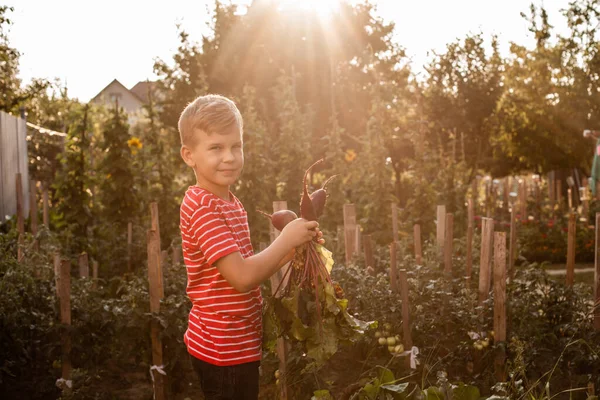 The boy rejoices after picking the fresh beet — Stock Photo, Image