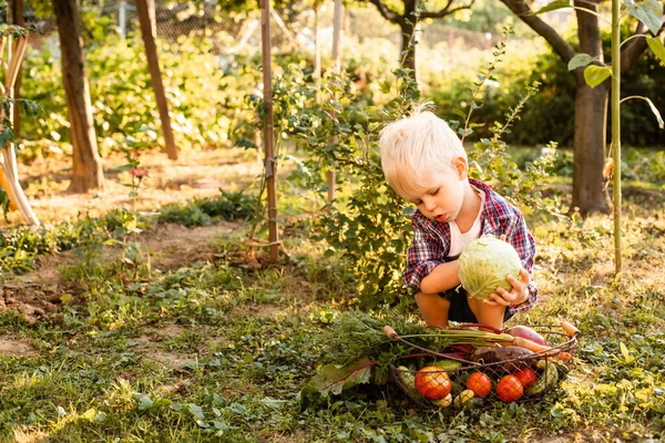 The toddler examines a basket of vegetables — Stock Photo, Image