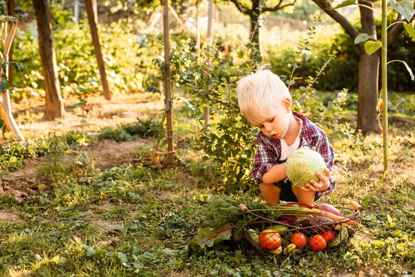 Il bambino esamina un paniere di verdure. — Foto Stock