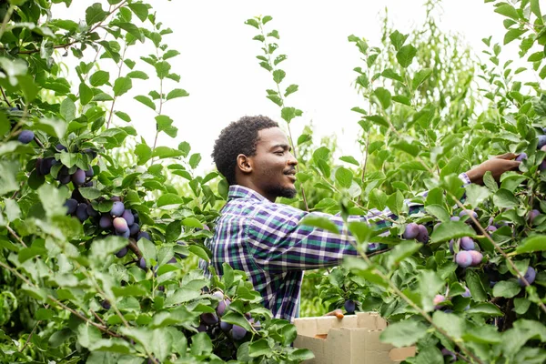 Afrykański amerykański ogrodnik zbierający dojrzałe śliwki w ogrodzie — Zdjęcie stockowe
