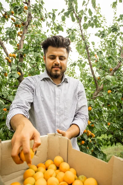 Farmář předvádí sklizeň čerstvých sladkých meruněk — Stock fotografie