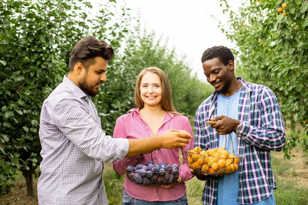 Współpracownicy w gospodarstwie owoców po zbiorach — Zdjęcie stockowe