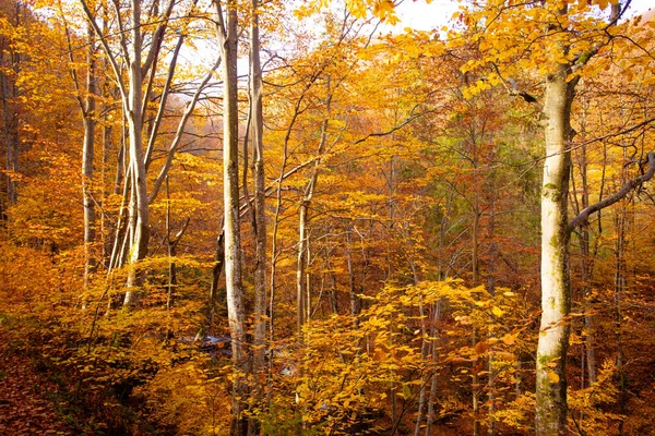 Sonbahar ormanında, parlak güneş tepeden yükseliyor. — Stok fotoğraf