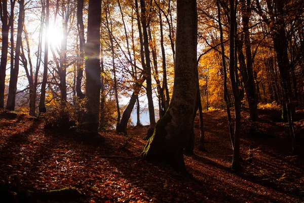Die schöne Aussicht auf den Hügel im Herbstwald — Stockfoto