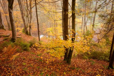 Sonbahar ormanındaki büyük meşe ağacı.