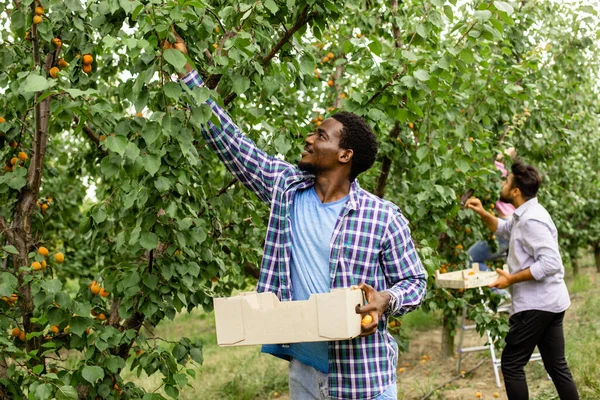 Medewerkers op de fruitkwekerij na oogst — Stockfoto