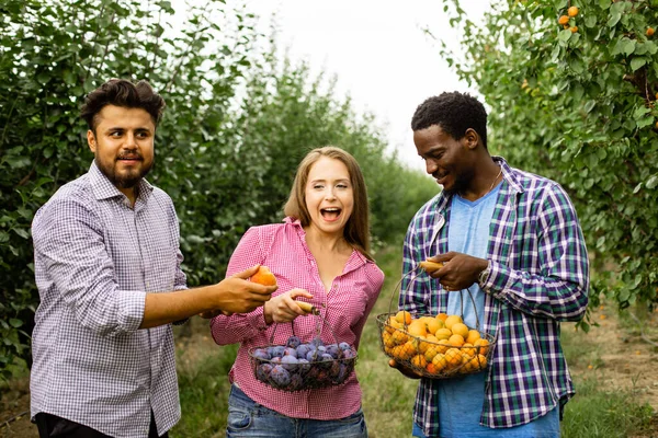 Spolupracovníci na ovocné farmě po sklizni — Stock fotografie
