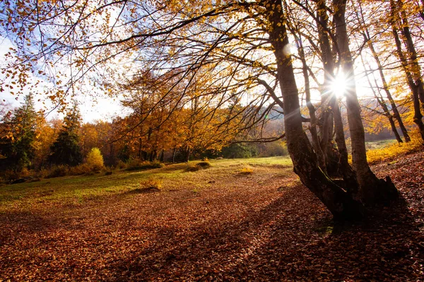 Sonbahar ormanındaki tepenin güzel manzarası — Stok fotoğraf