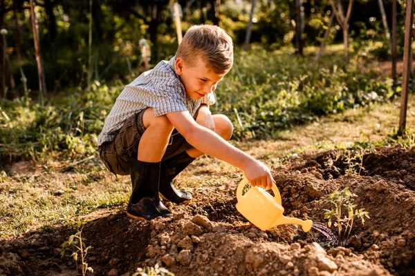 Schoolboy irrigazione piante di pomodoro in giardino — Foto Stock