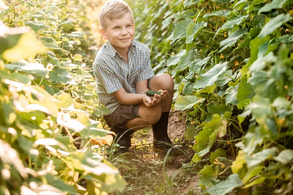 The little boy stands with a basket in the garden bed — Stock Photo, Image