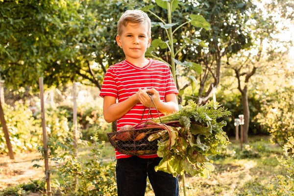 Malý farmář drží košík čerstvé zeleniny — Stock fotografie