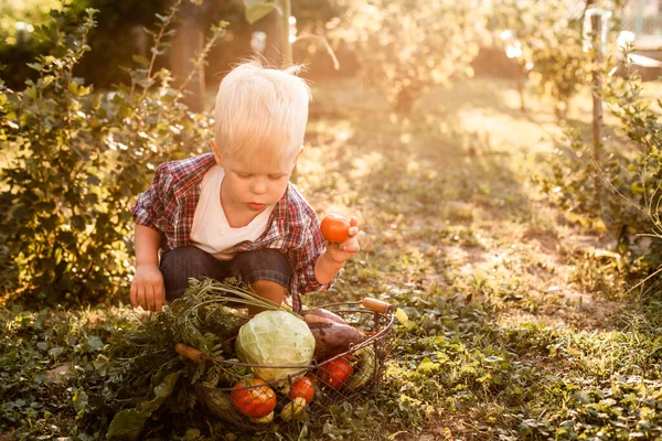 Si balita memeriksa sekeranjang sayuran — Stok Foto