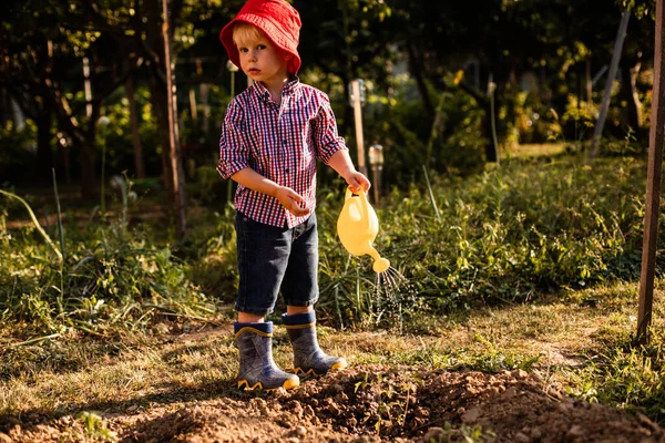 庭でトマトの植物に水をやるかわいい子供 — ストック写真