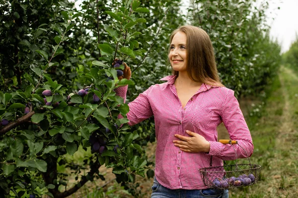 Piękna młoda kobieta zbierająca dojrzałe organiczne śliwki — Zdjęcie stockowe