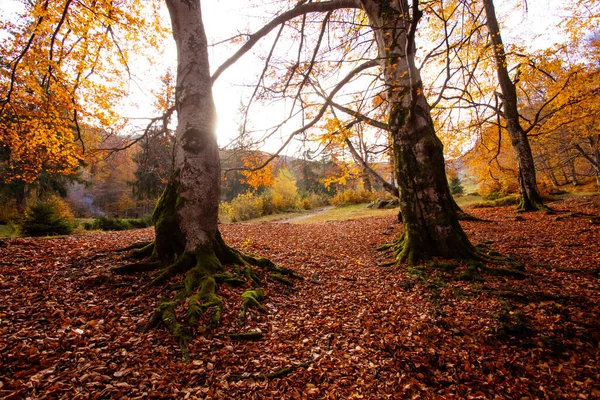 가을 숲의 언덕 위로 밝은 태양이 떠오릅니다 — 스톡 사진