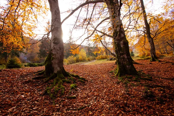 Il sole splendente sorge sulla collina nella foresta autunnale — Foto Stock