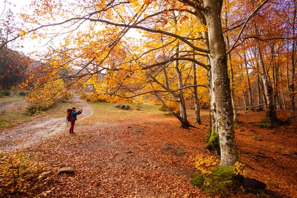 Sonbahar ormanındaki kadın navigasyon için akıllı telefonu kullanıyor. — Stok fotoğraf