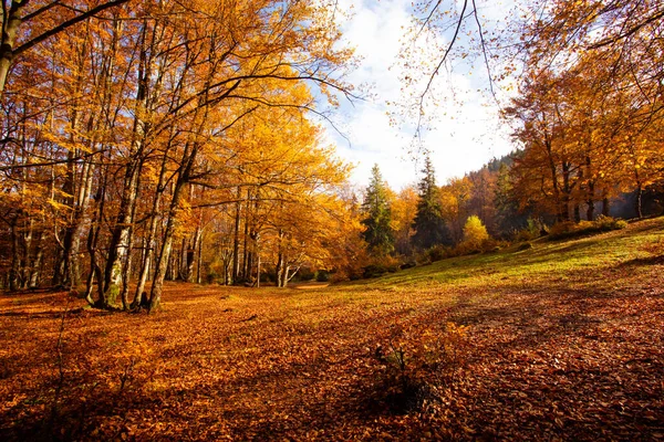 De felle zon komt op over de heuvel in het herfstbos — Stockfoto