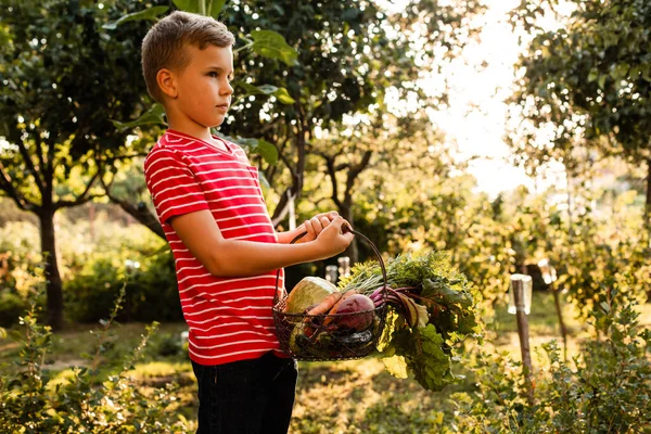 작은 농부가 신선 한 야채 한 바구니를 들고 있다 — 스톡 사진