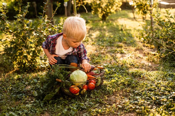 A criança examina uma cesta de legumes — Fotografia de Stock
