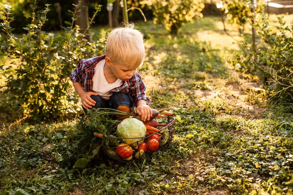 Das Kleinkind untersucht einen Gemüsekorb — Stockfoto