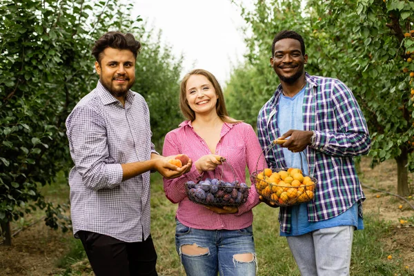 Współpracownicy w gospodarstwie owoców po zbiorach — Zdjęcie stockowe