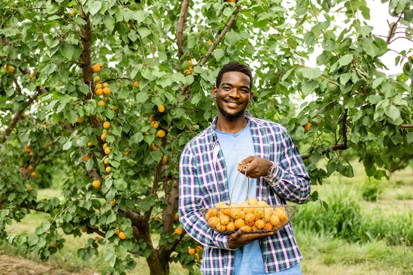 Afričan stojí na ovocné zahradě a drží košík zralých meruněk — Stock fotografie