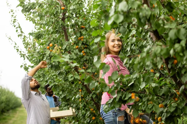 Spolupracovníci na ovocné farmě po sklizni — Stock fotografie