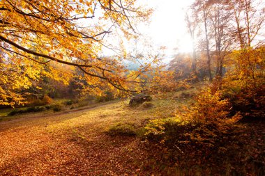 Sonbahar ormanı ılık sonbahar manzarası