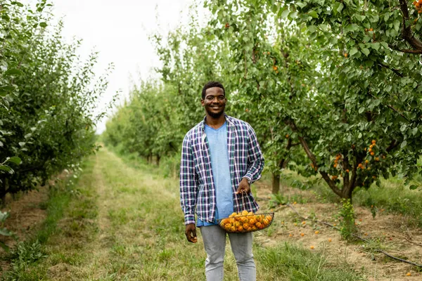 Afrikaanse man staan in fruit tuin, met mand van rijpe abrikozen — Stockfoto