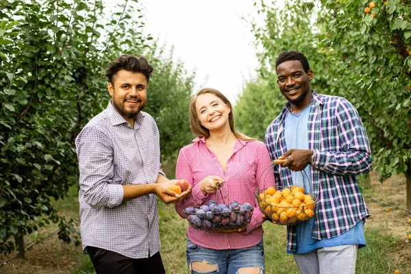 Medarbetare på fruktodlingen efter skörd — Stockfoto