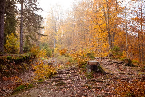 Ecological problem of felling woods in the Carpathian mountains — Stock Photo, Image