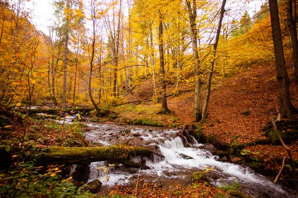 El pequeño arroyo de montaña en el bosque de otoño — Foto de Stock