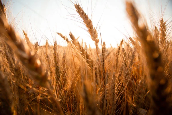 Ländliche Landschaft aus Getreidefeldern mit Pfad — Stockfoto