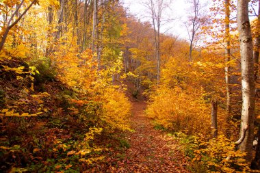 Sonbahar ormanında, parlak güneş tepeden yükseliyor.