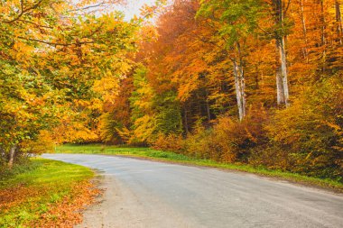Sonbahar ormanında, parlak güneş tepeden yükseliyor.