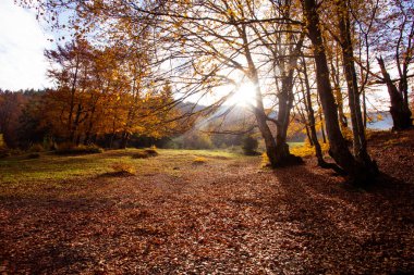 Sonbahar ormanındaki tepenin güzel manzarası