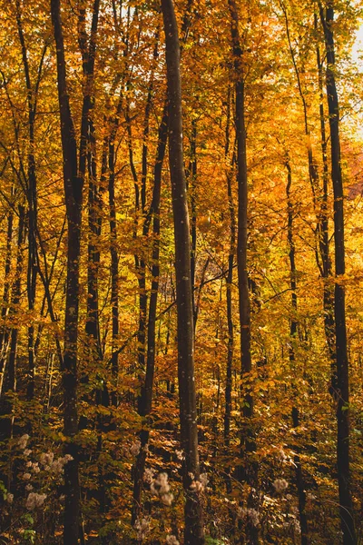 De prachtige herfstnatuur van het bergwoud — Stockfoto