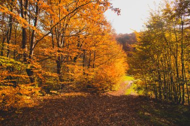 Sonbahar ormanında, parlak güneş tepeden yükseliyor.