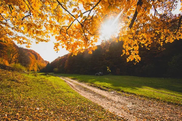 Яскраве сонце сходить над пагорбом в осінньому лісі — стокове фото